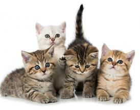 Baby-Cats